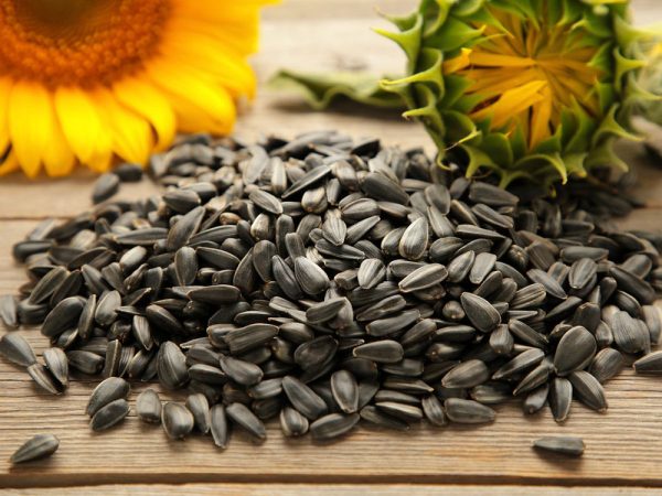 Safflower Seeds